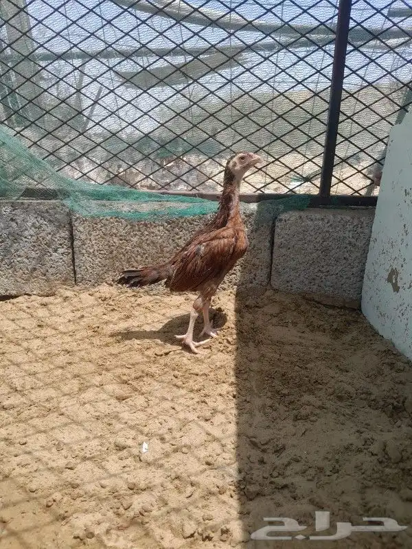 فروخ سندي صافي 0