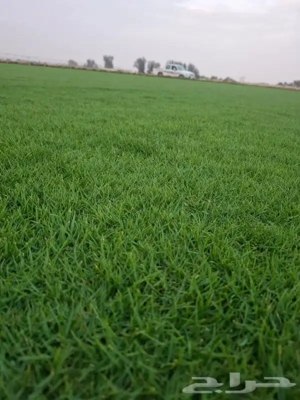 ثيل سي 2000 صافي وطبيعي جراده قولي مزرعه الخرج 2