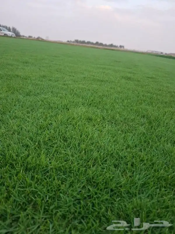 ثيل سي 2000 صافي وطبيعي جراده قولي مزرعه الخرج 1