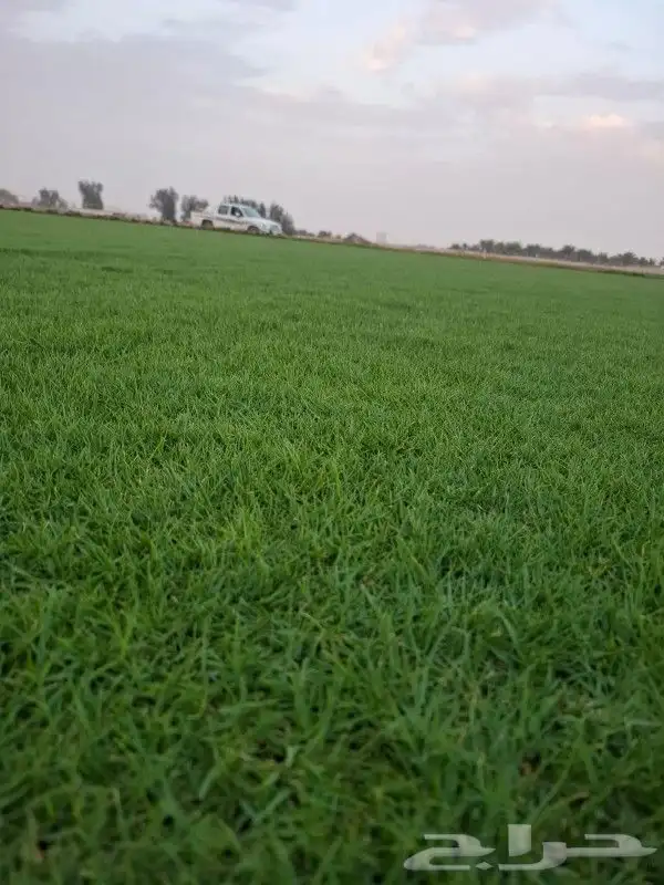 ثيل سي 2000 صافي وطبيعي جراده قولي مزرعه الخرج 3