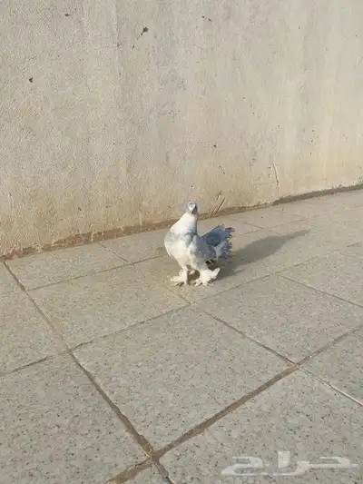 حمام هزاز 0