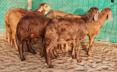 سواكني تربية اضاحي وذبايح للثلاجة وللمناسبات سمان سمان 1
