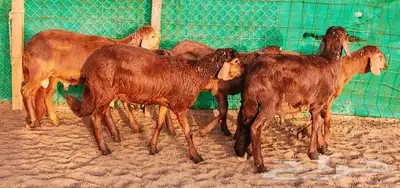 سواكني تربية اضاحي وذبايح للثلاجة وللمناسبات سمان سمان 2