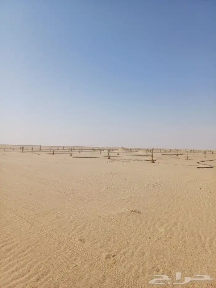 يوجد لدينا فسايل نخيل خلاص حساء ونقوم بقشع وغرس الفسايل 18