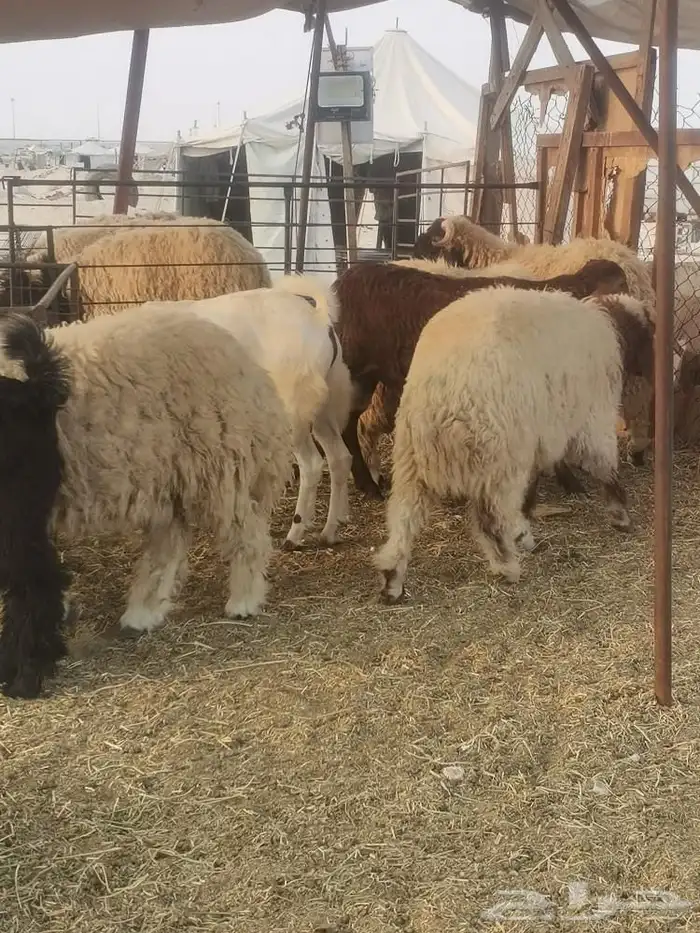 ذبايح 3