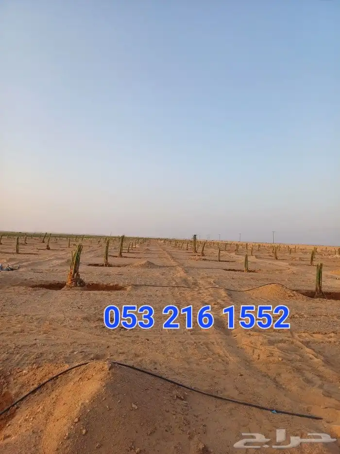 يوجد لدينا فسايل نخيل خلاص حساء ونقوم بقشع وغرس الفسايل 4