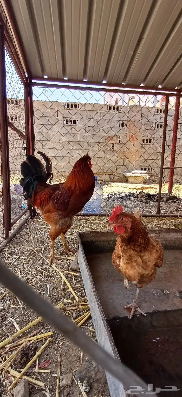 ديك ابراهمي وثنتين اناثي 2