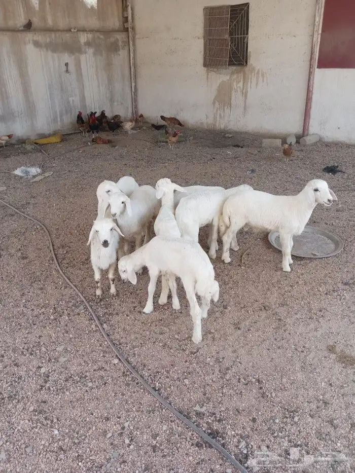 طليان تم البيع 3