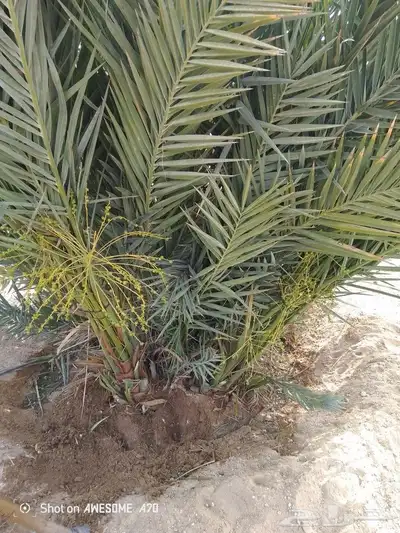 صقعي مجدول برحي سكري اخلاص 3