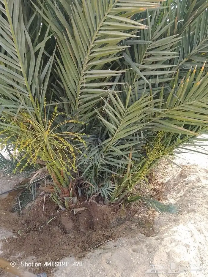 صقعي مجدول برحي سكري اخلاص 3