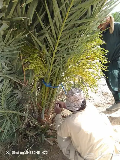 صقعي مجدول برحي سكري اخلاص 2