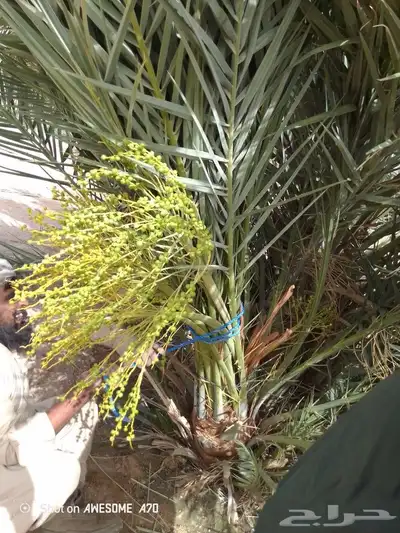 صقعي مجدول برحي سكري اخلاص 6