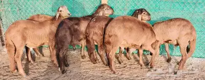 سواكني تربية اضاحي وذبايح للثلاجة وللمناسبات سمان سمان 6