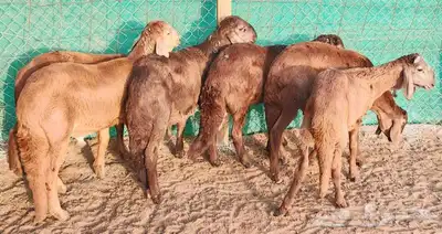 سواكني تربية اضاحي وذبايح للثلاجة وللمناسبات سمان سمان 0
