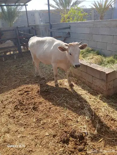 بقره المانيه 0