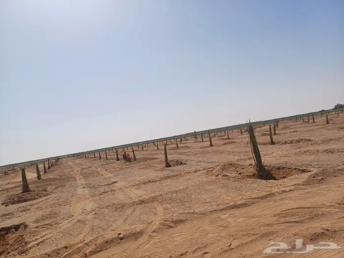 يوجد لدينا فسايل نخيل خلاص حساء ونقوم بقشع وغرس الفسايل 7