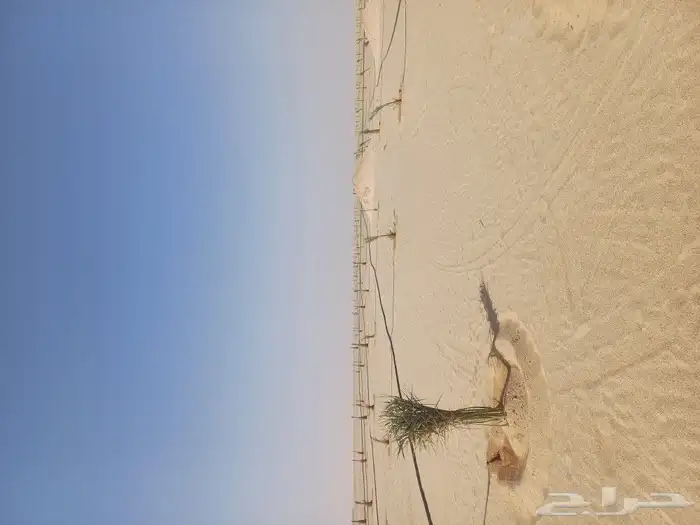 يوجد لدينا فسايل نخيل خلاص حساء ونقوم بقشع وغرس الفسايل 15