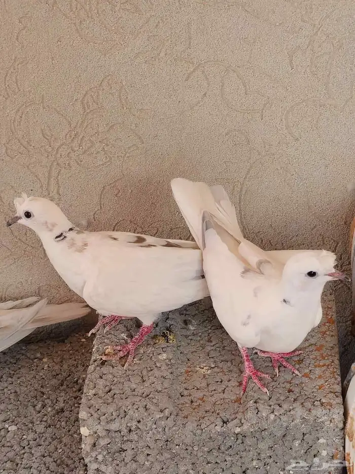 عشه يمام ياكريم هولندي كرست ابيض من اندر الألوان منتج اليفه 4