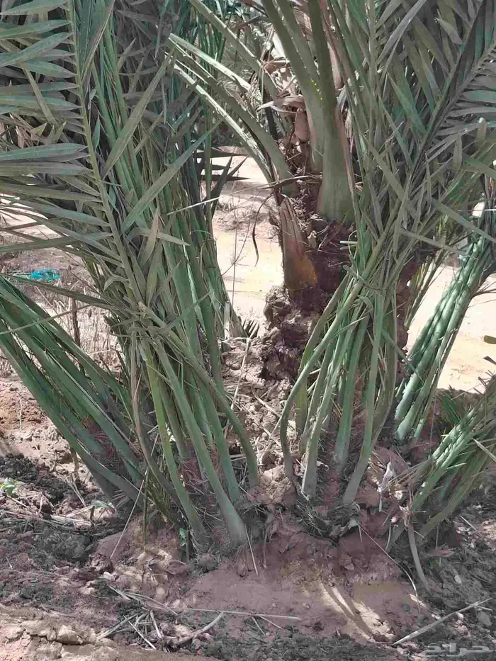 مقاول شبوك وتوريد وغرس النخيل 0