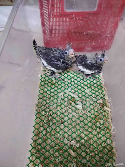 فروخ ببغاء كروان كوكتيل 3
