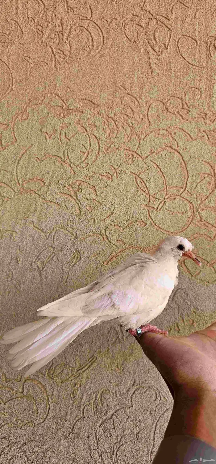 عشه يمام ياكريم هولندي كرست ابيض من اندر الألوان منتج اليفه 6