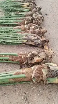 نخل مثمر للبيع 3