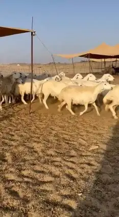 غنم حريات جنب 2