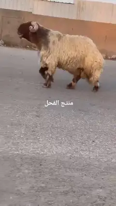 فحل نعيمي صنف للبيع 2