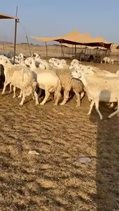 غنم حريات جنب 1