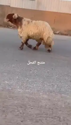 فحل نعيمي صنف للبيع 1