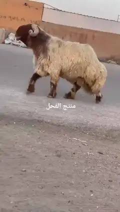 فحل نعيمي صنف للبيع 7
