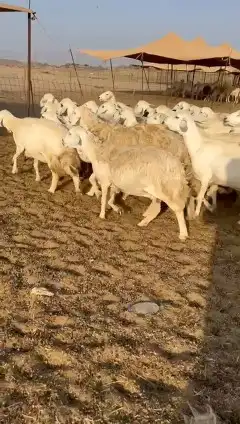 غنم حريات جنب 3