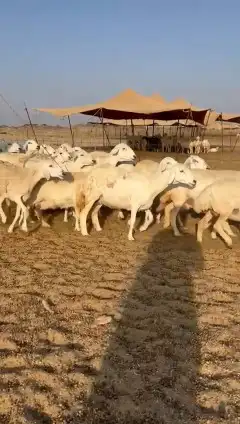 غنم حريات جنب 4