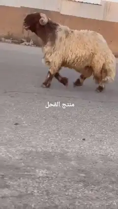 فحل نعيمي صنف للبيع 5