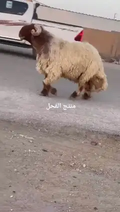 فحل نعيمي صنف للبيع 6