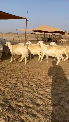 غنم حريات جنب 0