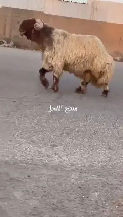 فحل نعيمي صنف للبيع 3