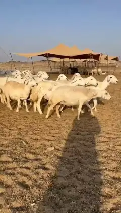 غنم حريات جنب 9