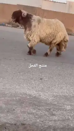 فحل نعيمي صنف للبيع 0
