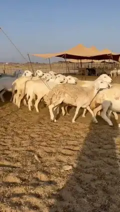 غنم حريات جنب 7