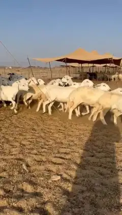 غنم حريات جنب 8