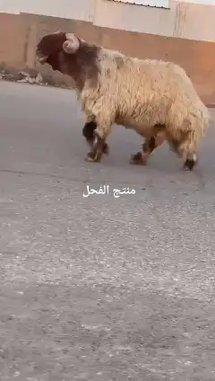 فحل نعيمي صنف للبيع 4