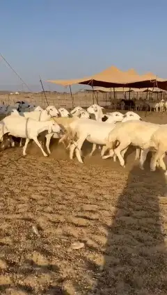 غنم حريات جنب 5