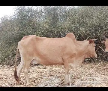 بقره دافع 1