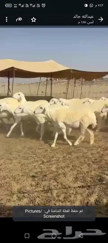 غنم رخال طيبه 6