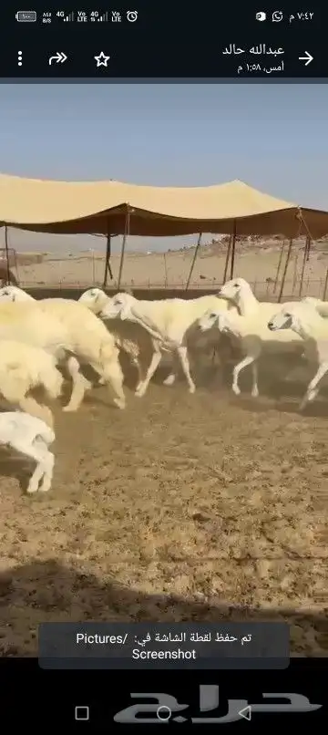غنم رخال طيبه 8