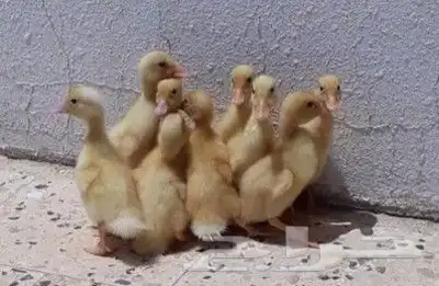 صيصان بط بكيني 0