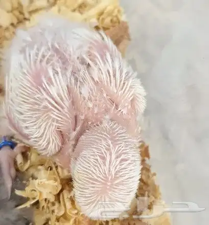 فروخ روز محلي محجلة 4