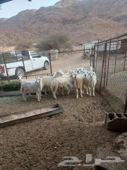 طليان ورخال 2