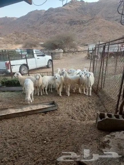 طليان ورخال 0